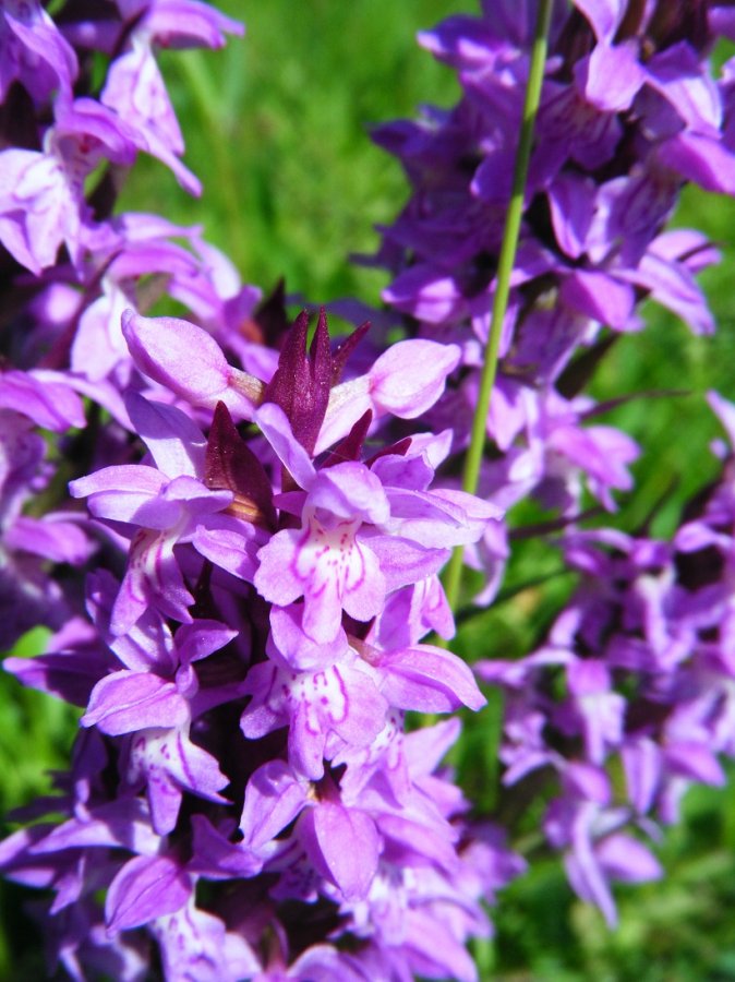 Rencontre nature, orchis au Malsaucy Rencontre nature, orchis au Malsaucy