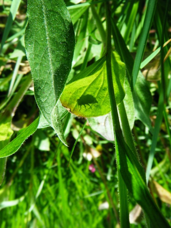 Les insectes aussi aiment le kamishibaï Les insectes aussi aiment le kamishibaï