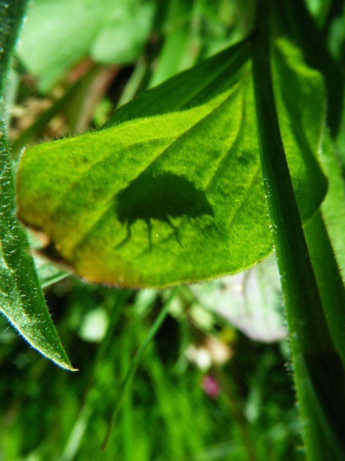 Les insectes aussi aiment faire du kamishibaï Les insectes aussi aiment faire du kamishibaï