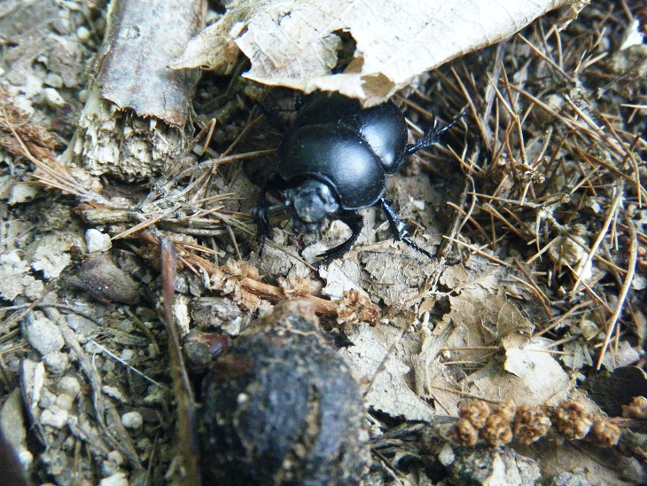 Rencontre nature au Libones en Auvergne Rencontre nature au Libones en Auvergne