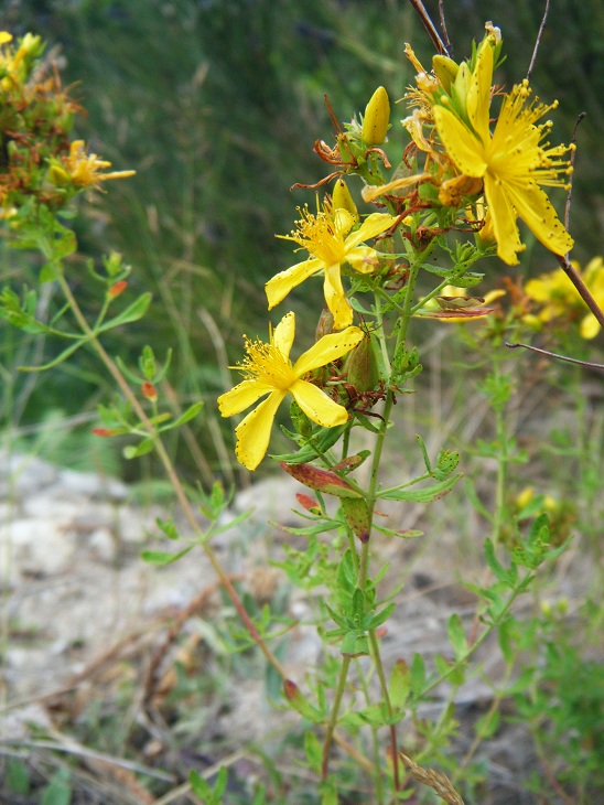 Rencontre nature: Le millepertuis, la majestueuse fleur du soleil. Rencontre nature: Le millepertuis, la majestueuse fleur du soleil.