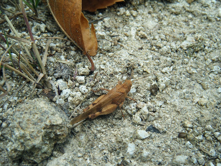 Rencontre nature et camouflage! Rencontre nature et camouflage!